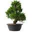 Juniperus chinensis Itoigawa, 35 cm, ± 15 anni