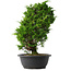 Juniperus chinensis Itoigawa, 37,5 cm, ± 15 anni