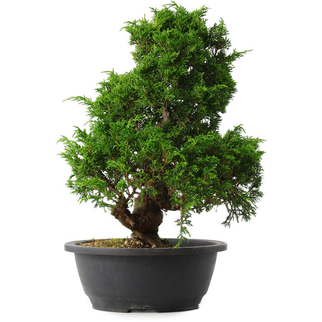 Juniperus chinensis Itoigawa, 35 cm, ± 15 ans