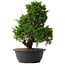 Juniperus chinensis Itoigawa, 35 cm, ± 15 anni