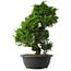 Juniperus chinensis Itoigawa, 37,5 cm, ± 15 anni