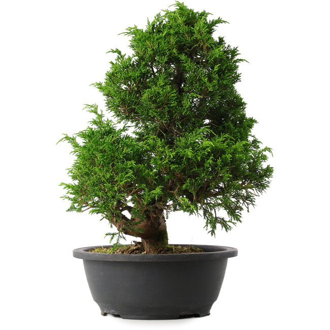 Juniperus chinensis Itoigawa, 35 cm, ± 15 ans