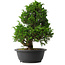 Juniperus chinensis Itoigawa, 35 cm, ± 15 anni