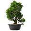 Juniperus chinensis Itoigawa, 37,5 cm, ± 15 anni