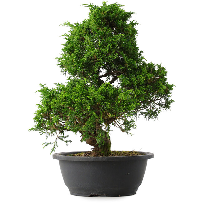 Juniperus chinensis Itoigawa, 35 cm, ± 15 jaar oud