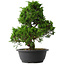 Juniperus chinensis Itoigawa, 35 cm, ± 15 jaar oud