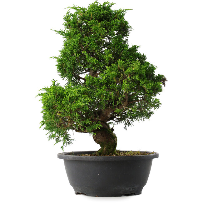Juniperus chinensis Itoigawa, 35 cm, ± 15 years old