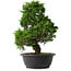 Juniperus chinensis Itoigawa, 35 cm, ± 15 anni