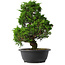 Juniperus chinensis Itoigawa, 35 cm, ± 15 jaar oud