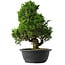 Juniperus chinensis Itoigawa, 35 cm, ± 15 anni