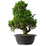 Juniperus chinensis Itoigawa, 35 cm, ± 15 jaar oud