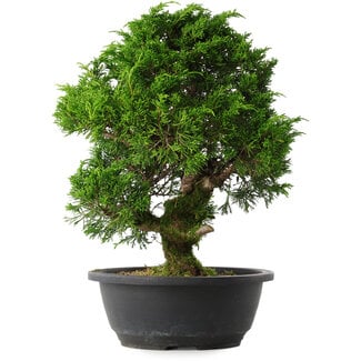 Juniperus chinensis Itoigawa, 34 cm, ± 15 anni