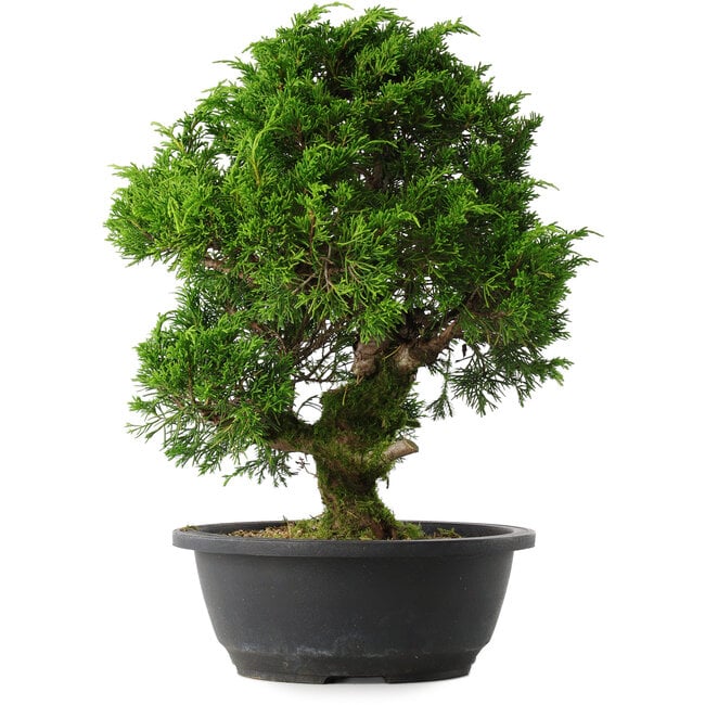 Juniperus chinensis Itoigawa, 34 cm, ± 15 anni