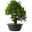 Juniperus chinensis Itoigawa, 34 cm, ± 15 anni