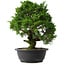 Juniperus chinensis Itoigawa, 34 cm, ± 15 anni