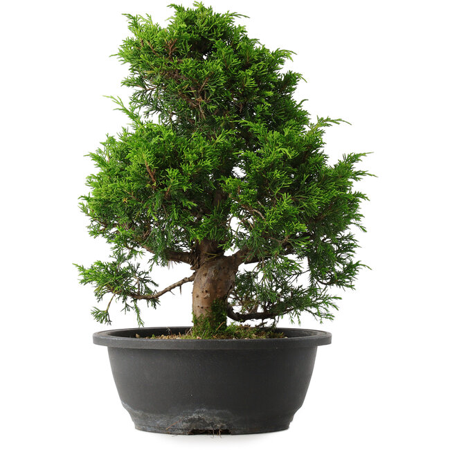 Juniperus chinensis Itoigawa, 33,5 cm, ± 15 jaar oud