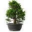 Juniperus chinensis Itoigawa, 33,5 cm, ± 15 jaar oud