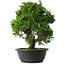 Juniperus chinensis Itoigawa, 34 cm, ± 15 anni