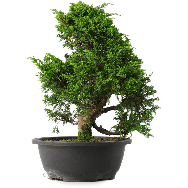 Juniperus chinensis Itoigawa, 33,5 cm, ± 15 Jahre alt