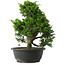 Juniperus chinensis Itoigawa, 33,5 cm, ± 15 jaar oud