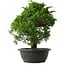 Juniperus chinensis Itoigawa, 34 cm, ± 15 anni