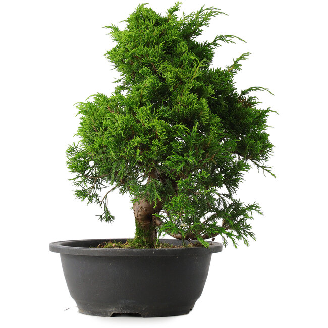 Juniperus chinensis Itoigawa, 33,5 cm, ± 15 years old