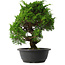 Juniperus chinensis Itoigawa, 34 cm, ± 15 anni