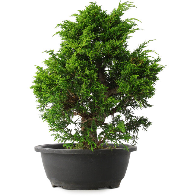 Juniperus chinensis Itoigawa, 33,5 cm, ± 15 ans