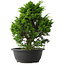 Juniperus chinensis Itoigawa, 33,5 cm, ± 15 jaar oud
