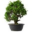 Juniperus chinensis Itoigawa, 34 cm, ± 15 anni