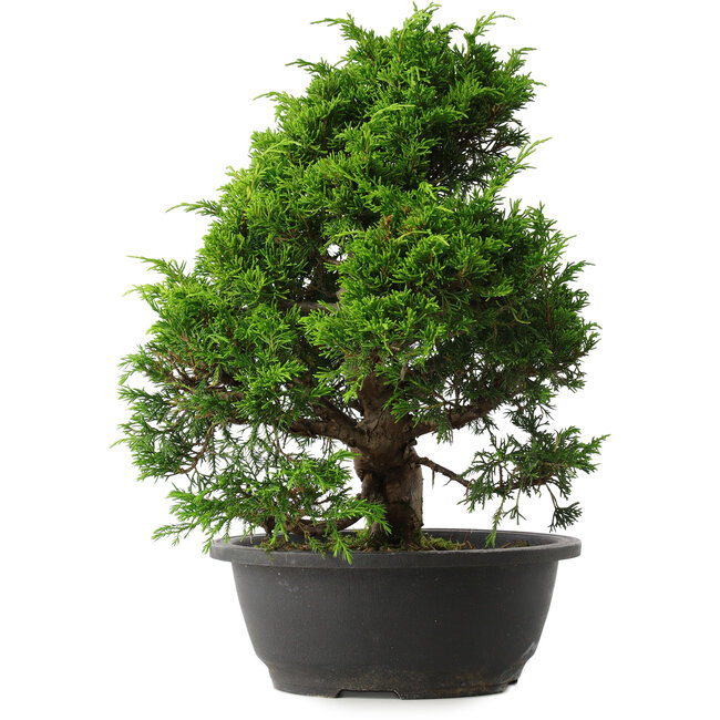 Juniperus chinensis Itoigawa, 33,5 cm, ± 15 Jahre alt