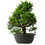 Juniperus chinensis Itoigawa, 33,5 cm, ± 15 jaar oud