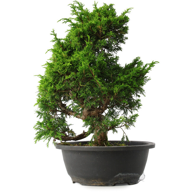 Juniperus chinensis Itoigawa, 33,5 cm, ± 15 anni