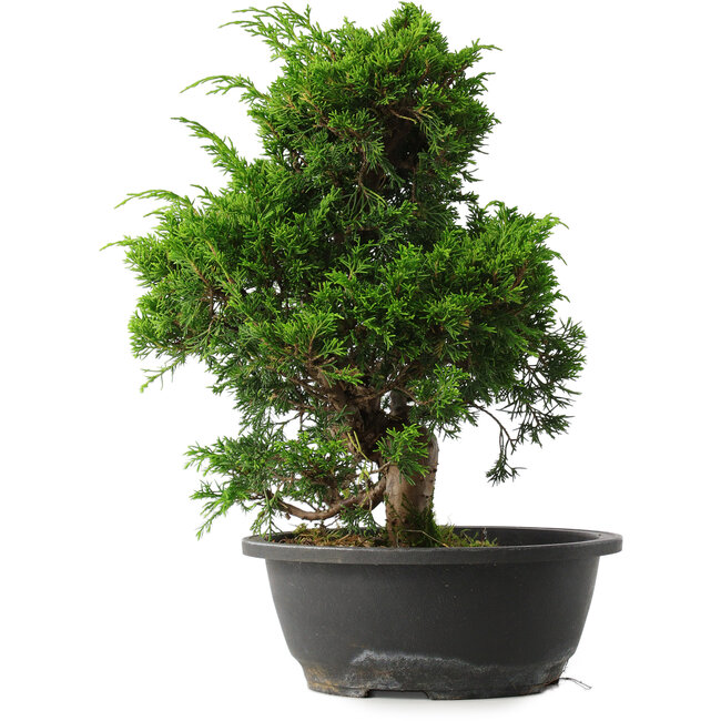 Juniperus chinensis Itoigawa, 33,5 cm, ± 15 Jahre alt