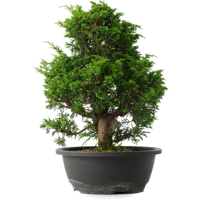 Juniperus chinensis Itoigawa, 33,5 cm, ± 15 years old