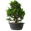 Juniperus chinensis Itoigawa, 33,5 cm, ± 15 jaar oud