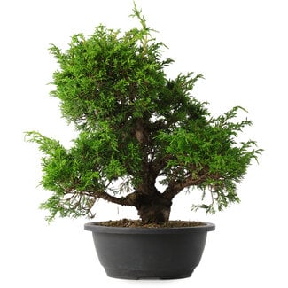 Juniperus chinensis Itoigawa, 34 cm, ± 15 anni