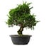 Juniperus chinensis Itoigawa, 34,5 cm, ± 15 anni