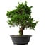 Juniperus chinensis Itoigawa, 34,5 cm, ± 15 anni