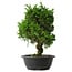 Juniperus chinensis Itoigawa, 34,5 cm, ± 15 anni