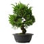 Juniperus chinensis Itoigawa, 34,5 cm, ± 15 anni