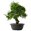 Juniperus chinensis Itoigawa, 34,5 cm, ± 15 anni