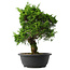 Juniperus chinensis Itoigawa, 34,5 cm, ± 15 anni