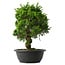 Juniperus chinensis Itoigawa, 34,5 cm, ± 15 anni