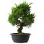 Juniperus chinensis Itoigawa, 34,5 cm, ± 15 anni