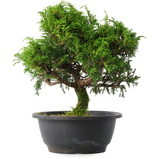 Juniperus chinensis Itoigawa, 26,5 cm, ± 15 anni