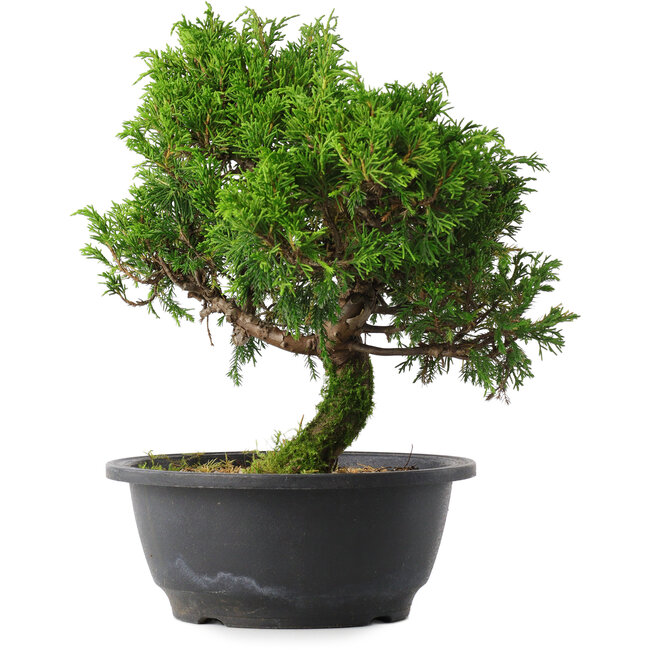 Juniperus chinensis Itoigawa, 26,5 cm, ± 15 ans