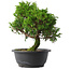 Juniperus chinensis Itoigawa, 26,5 cm, ± 15 jaar oud