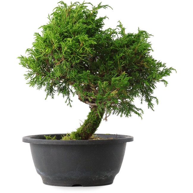 Juniperus chinensis Itoigawa, 26,5 cm, ± 15 jaar oud