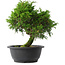 Juniperus chinensis Itoigawa, 26,5 cm, ± 15 jaar oud